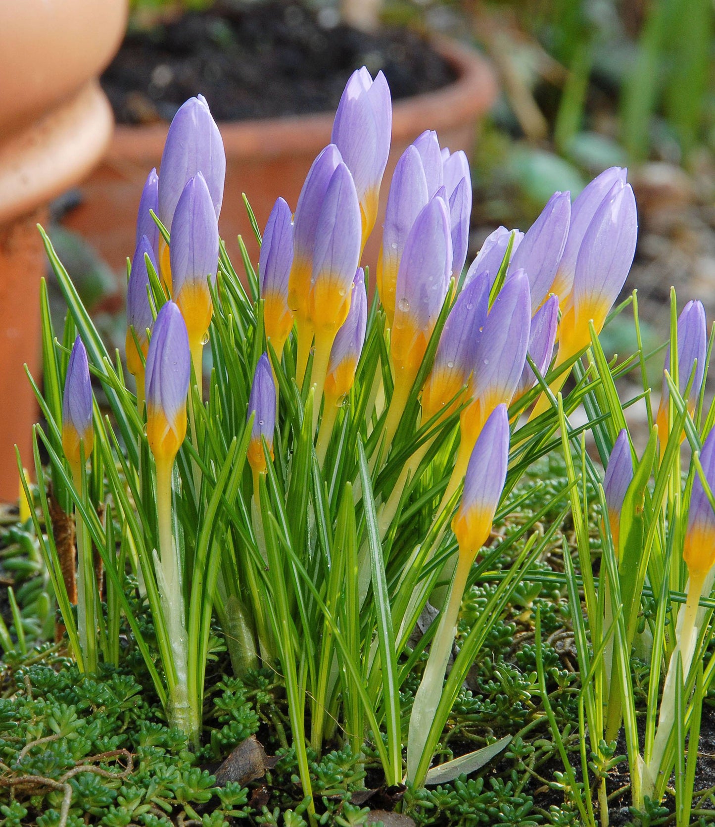 Crocus sieberi Firefly