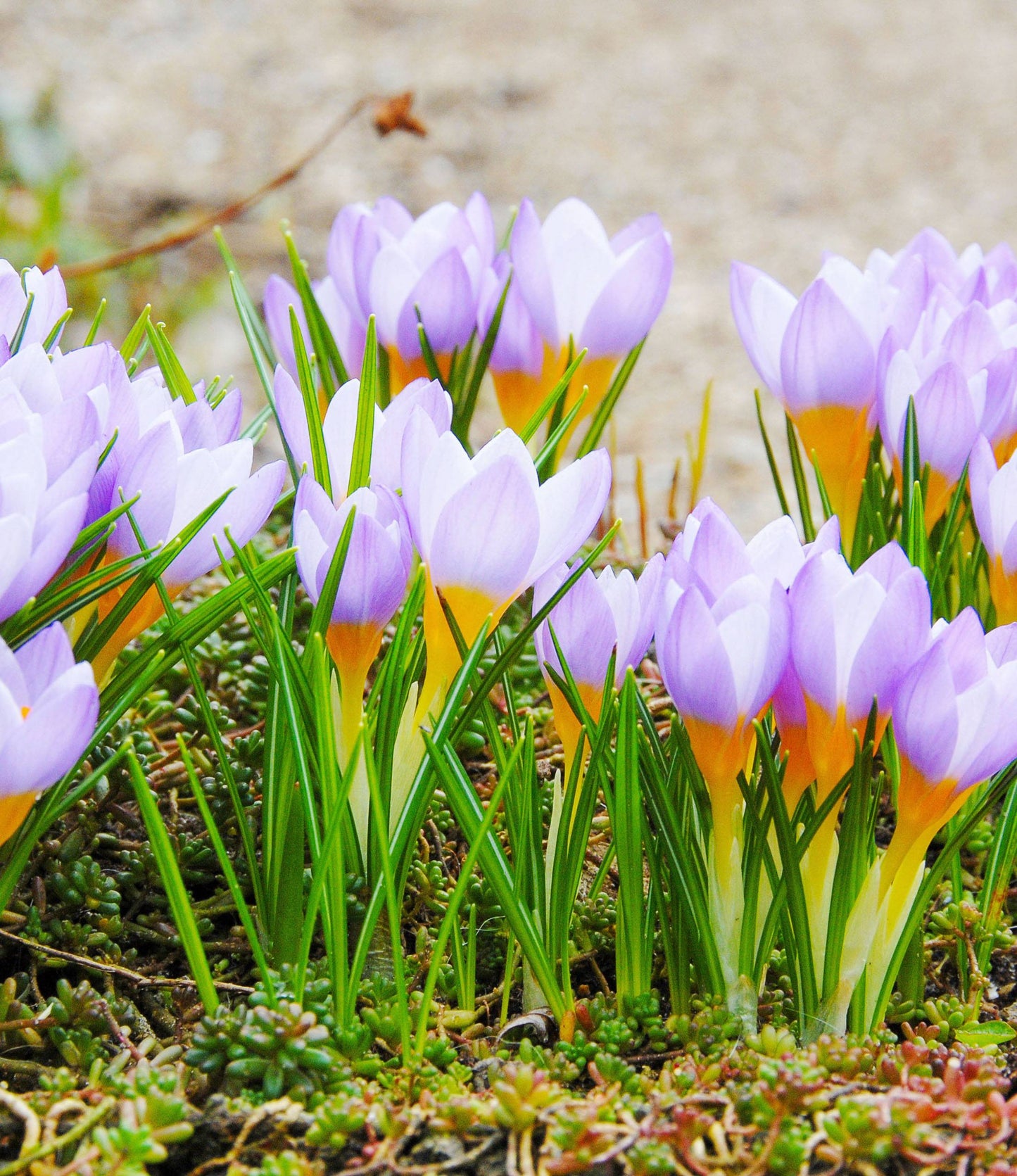 Crocus sieberi Firefly