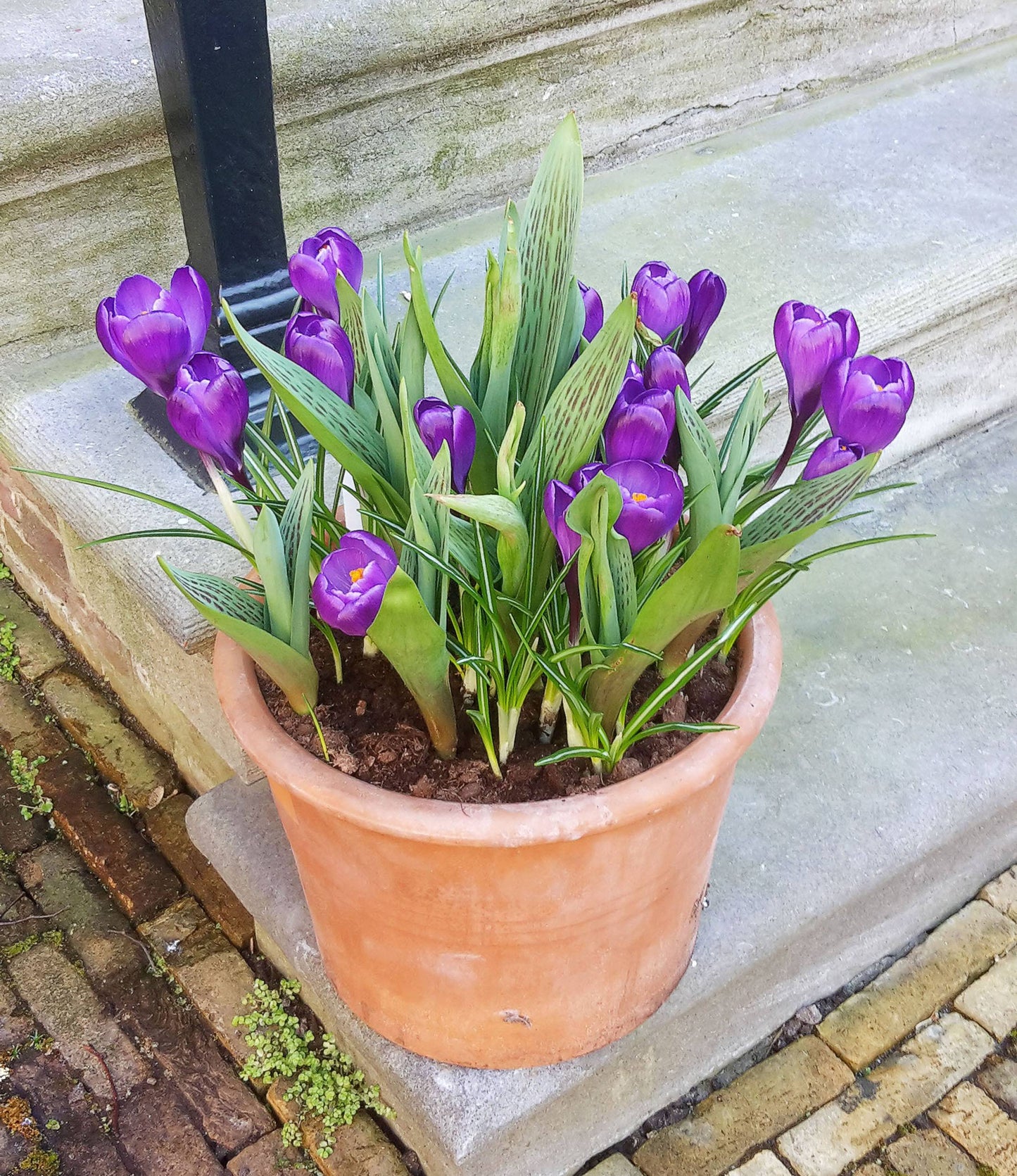 Crocus Flower Record