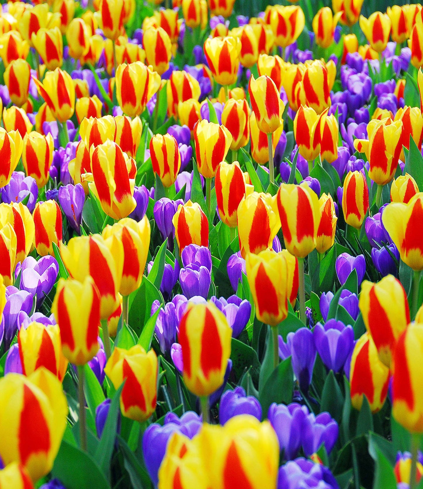 Crocus Flower Record