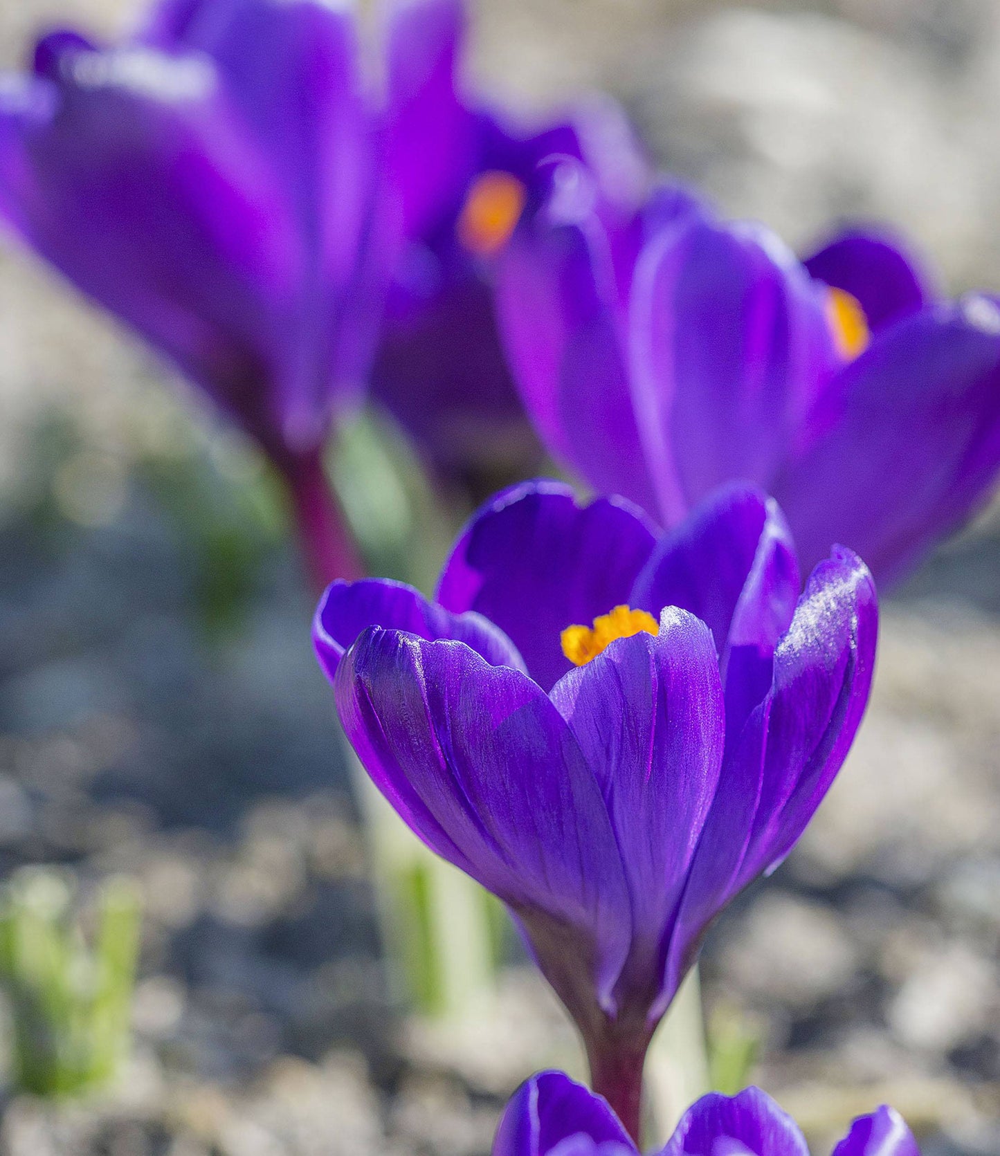 Crocus Flower Record