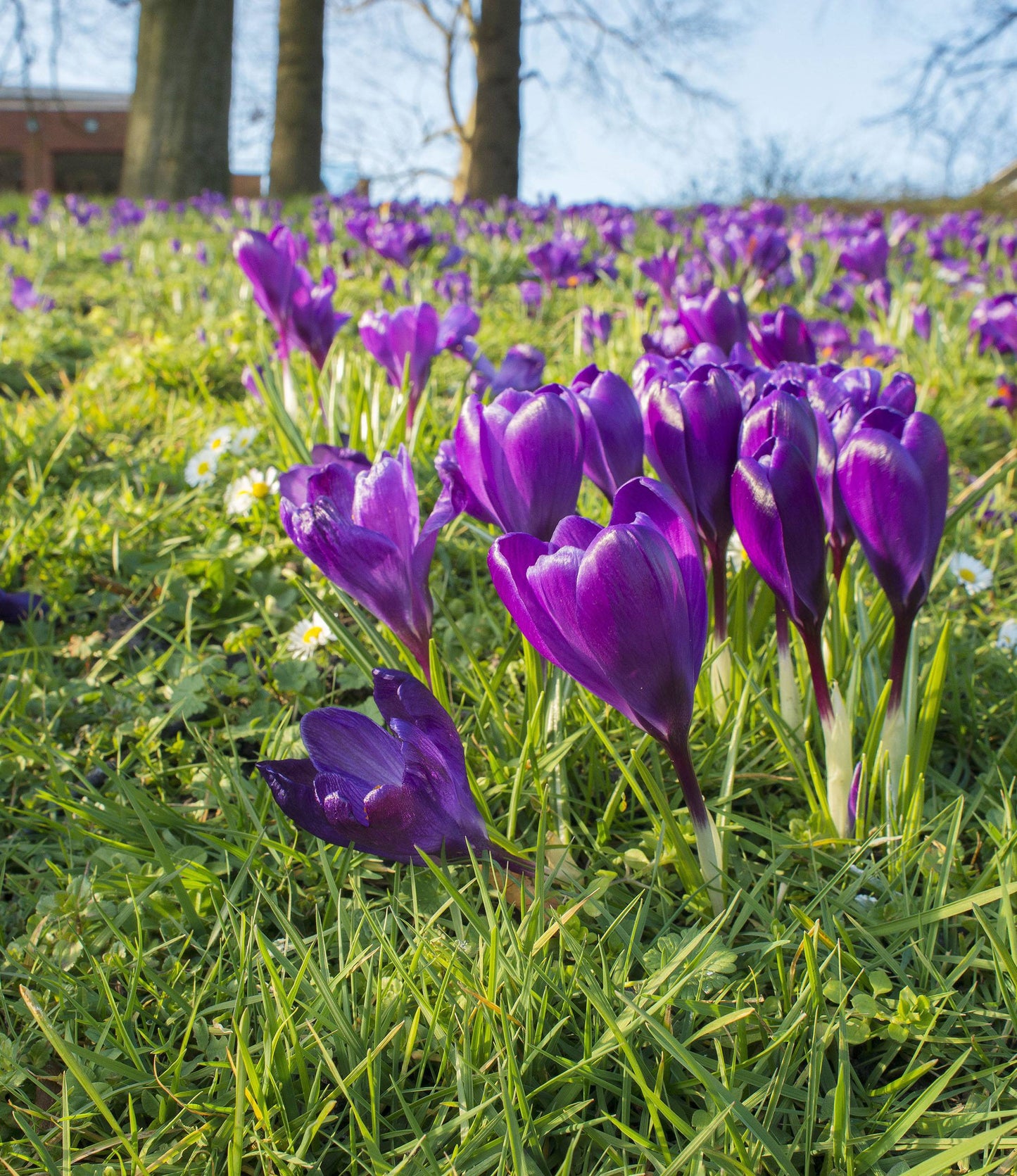 Crocus Flower Record