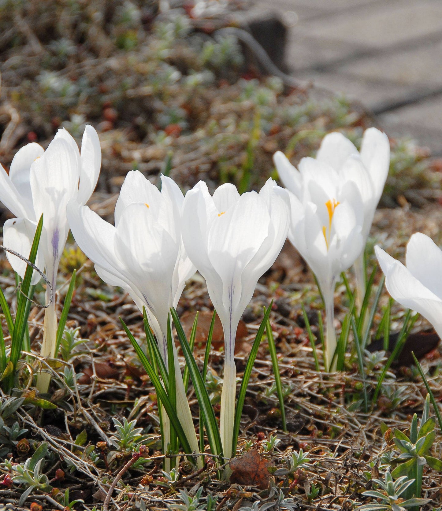 Crocus Jeanne D'Arc