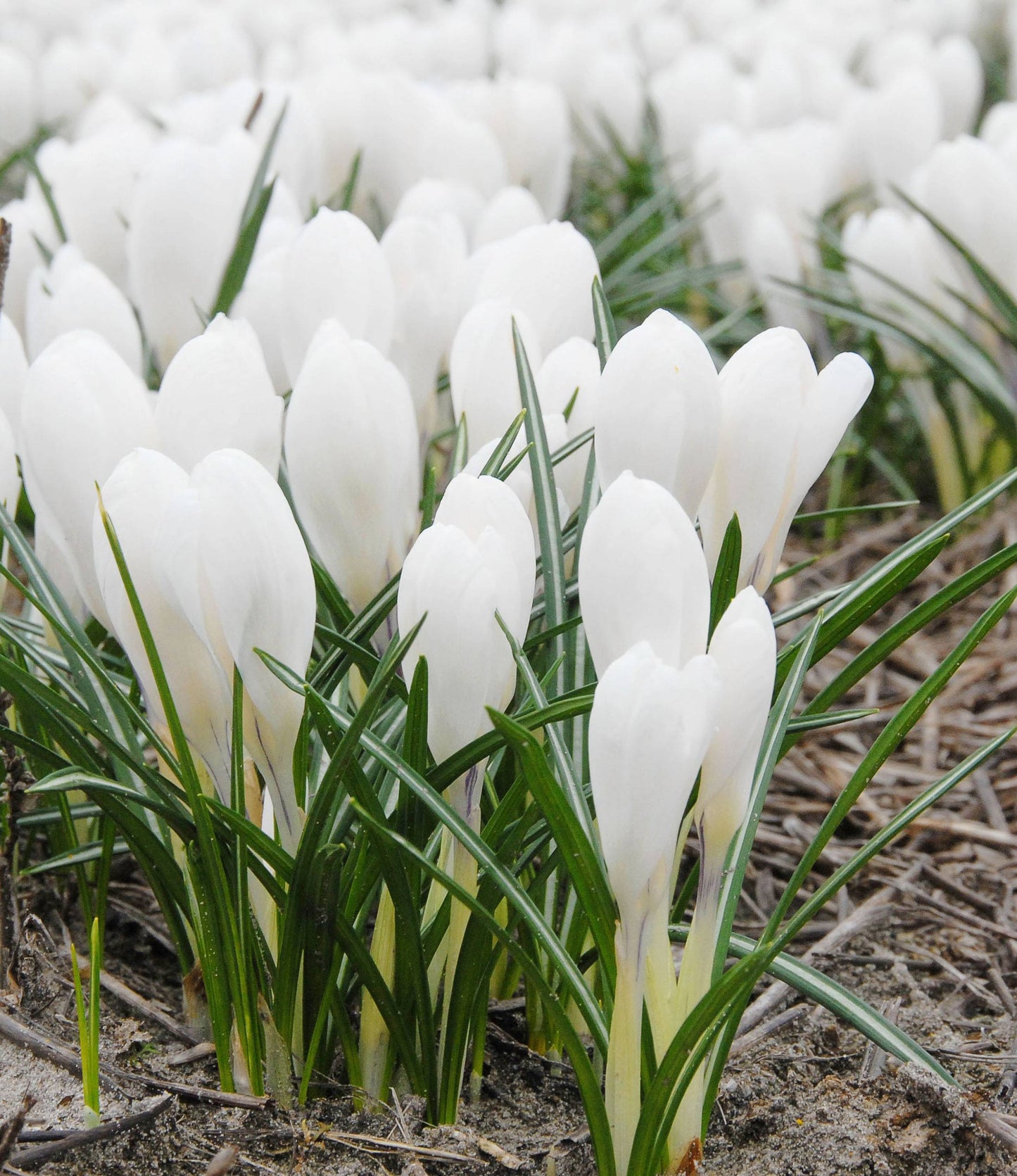 Crocus Jeanne D'Arc