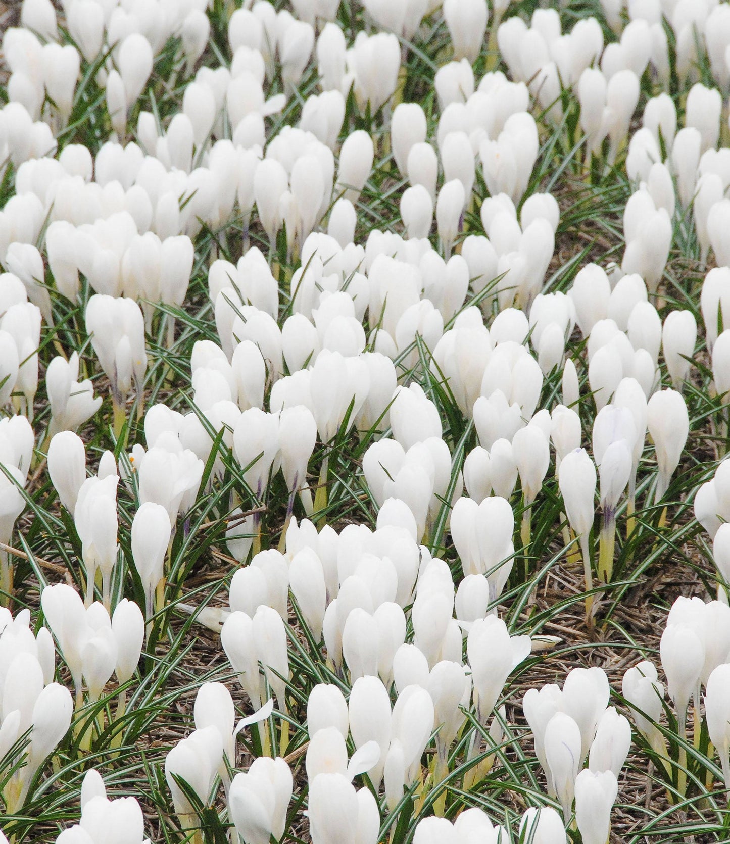 Crocus Jeanne D'Arc