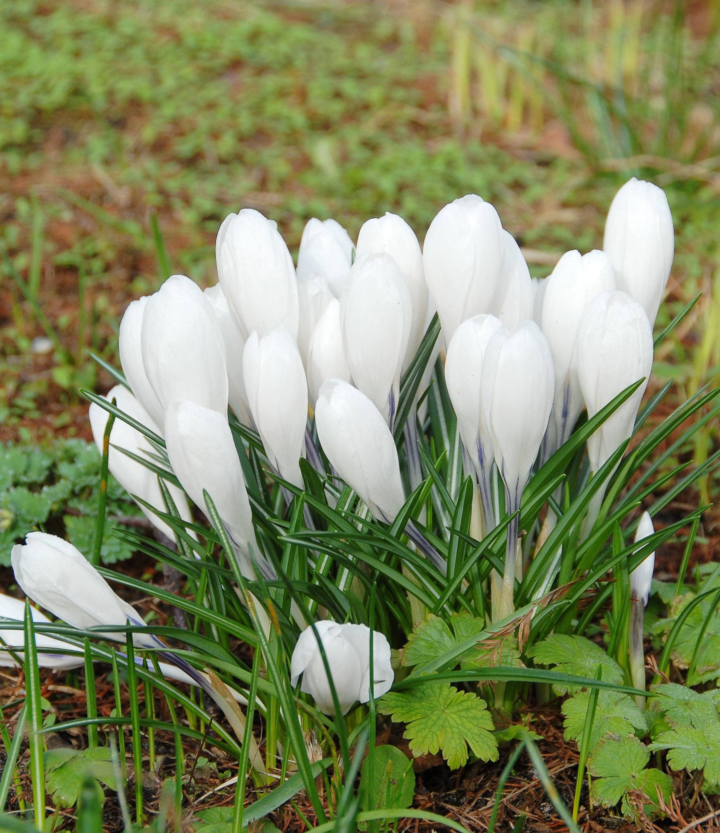 Crocus Jeanne D'Arc