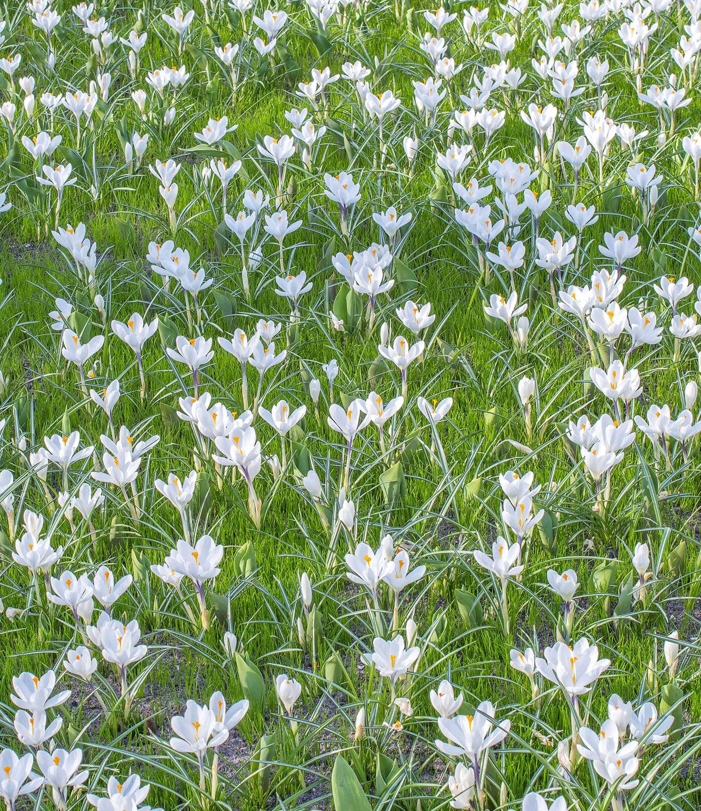 Crocus Jeanne D'Arc