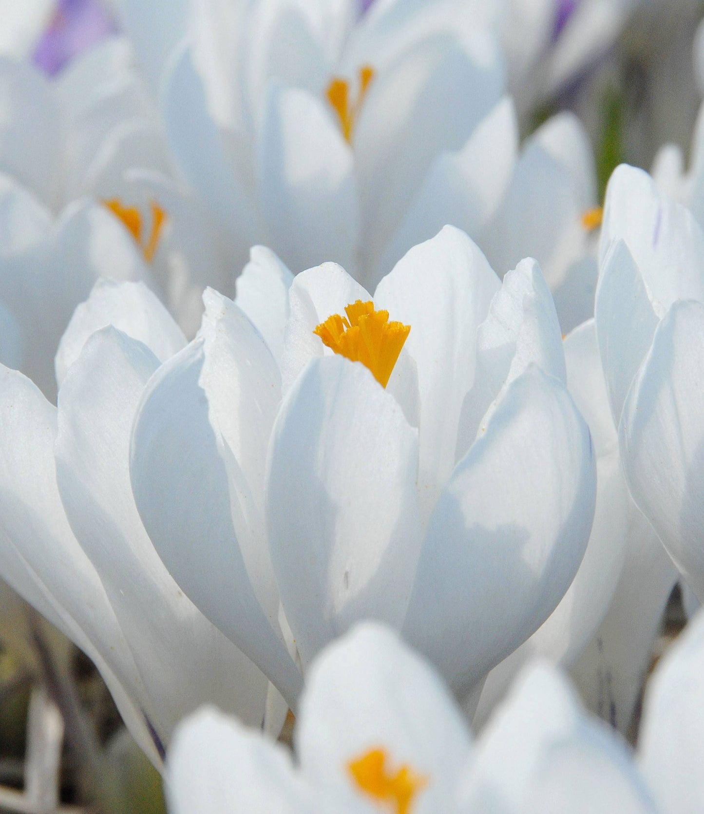 Crocus Jeanne D'Arc