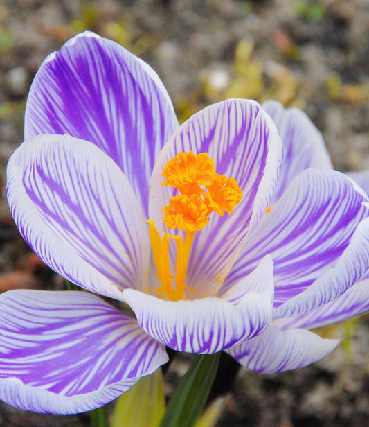 Crocus Pickwick