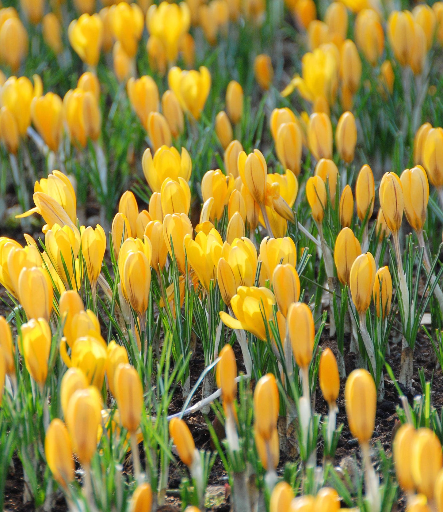 Crocus Dutch Yellow