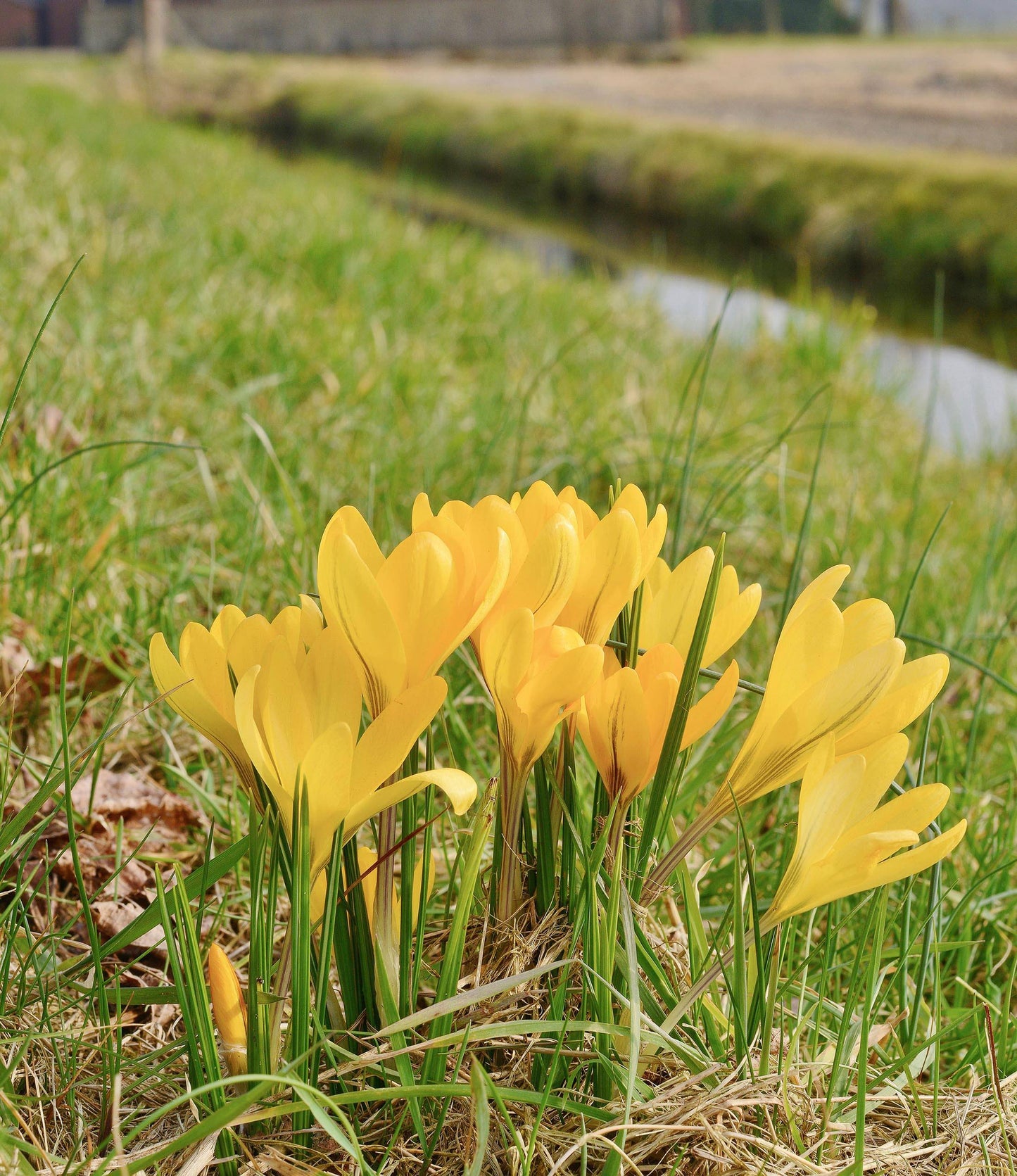 Crocus Dutch Yellow