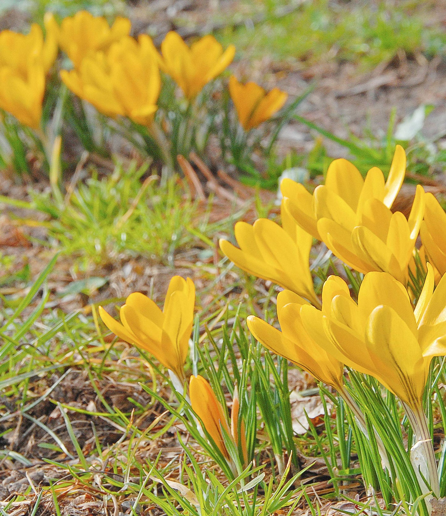 Crocus Dutch Yellow