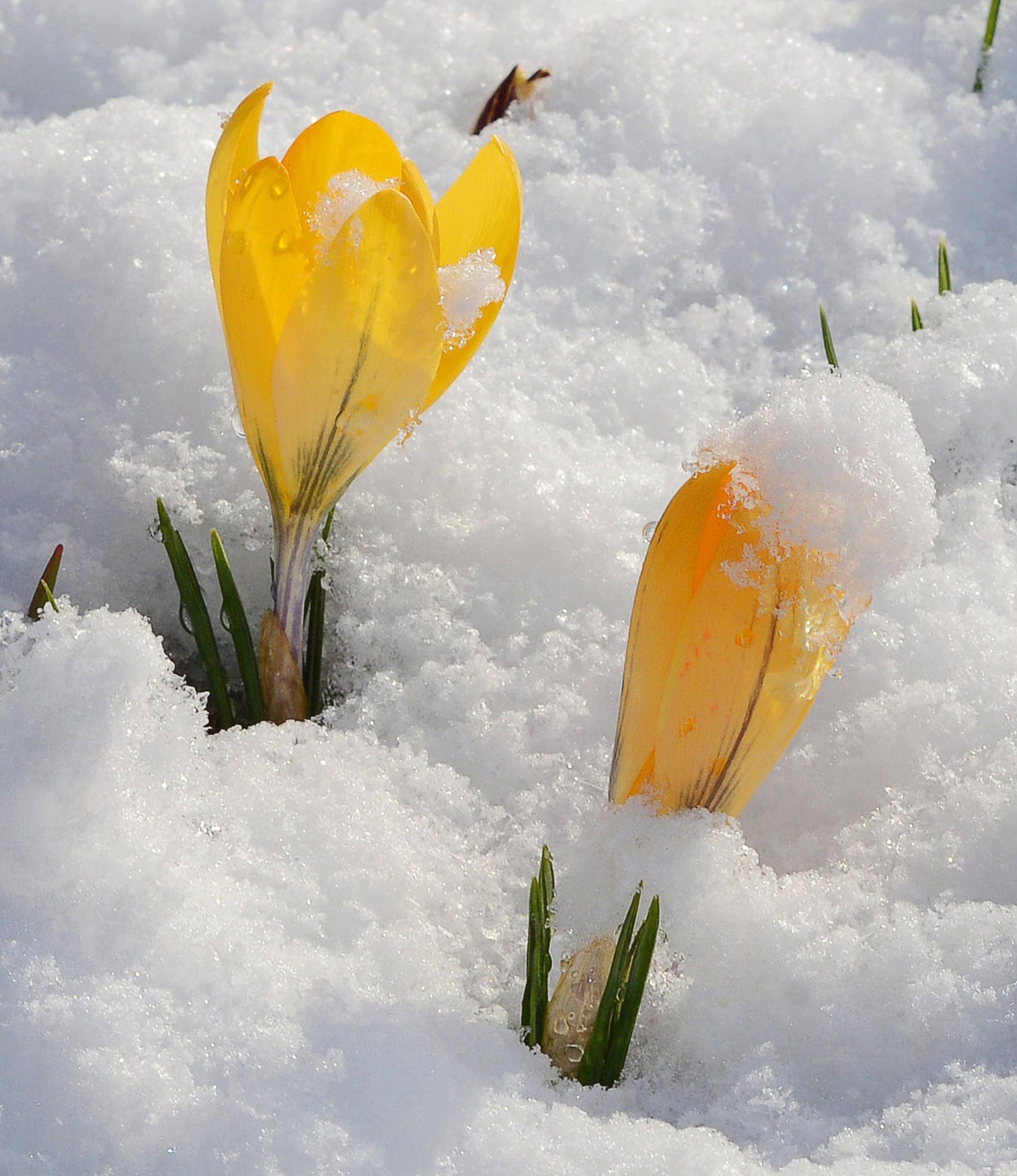 Crocus Dutch Yellow