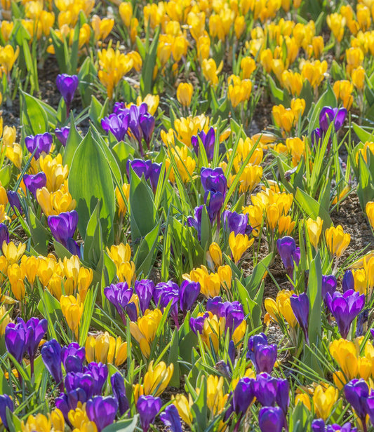 Crocus tomassinianus Barr's Purple