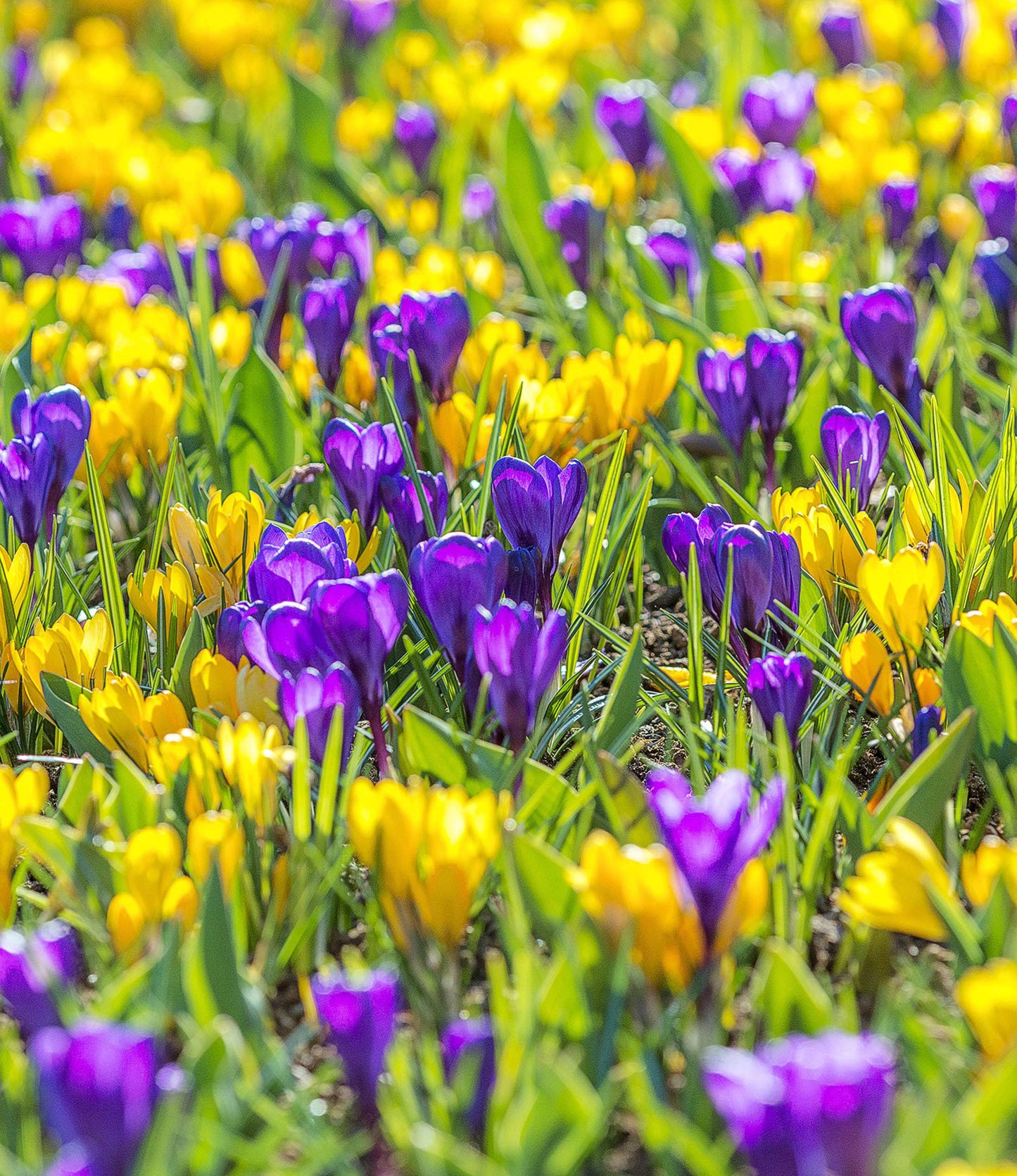 Crocus tomassinianus Barr's Purple