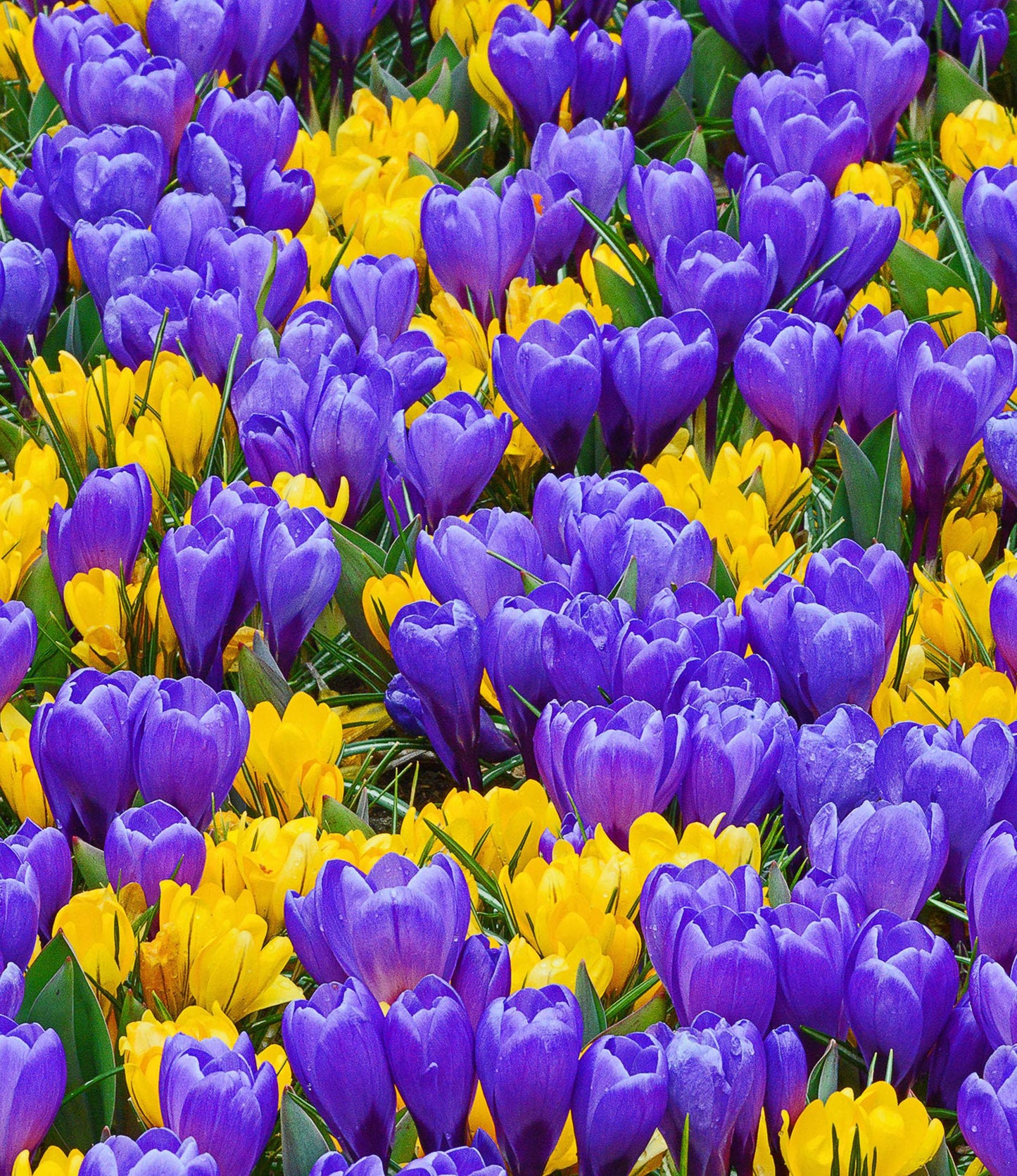 Crocus tomassinianus Barr's Purple