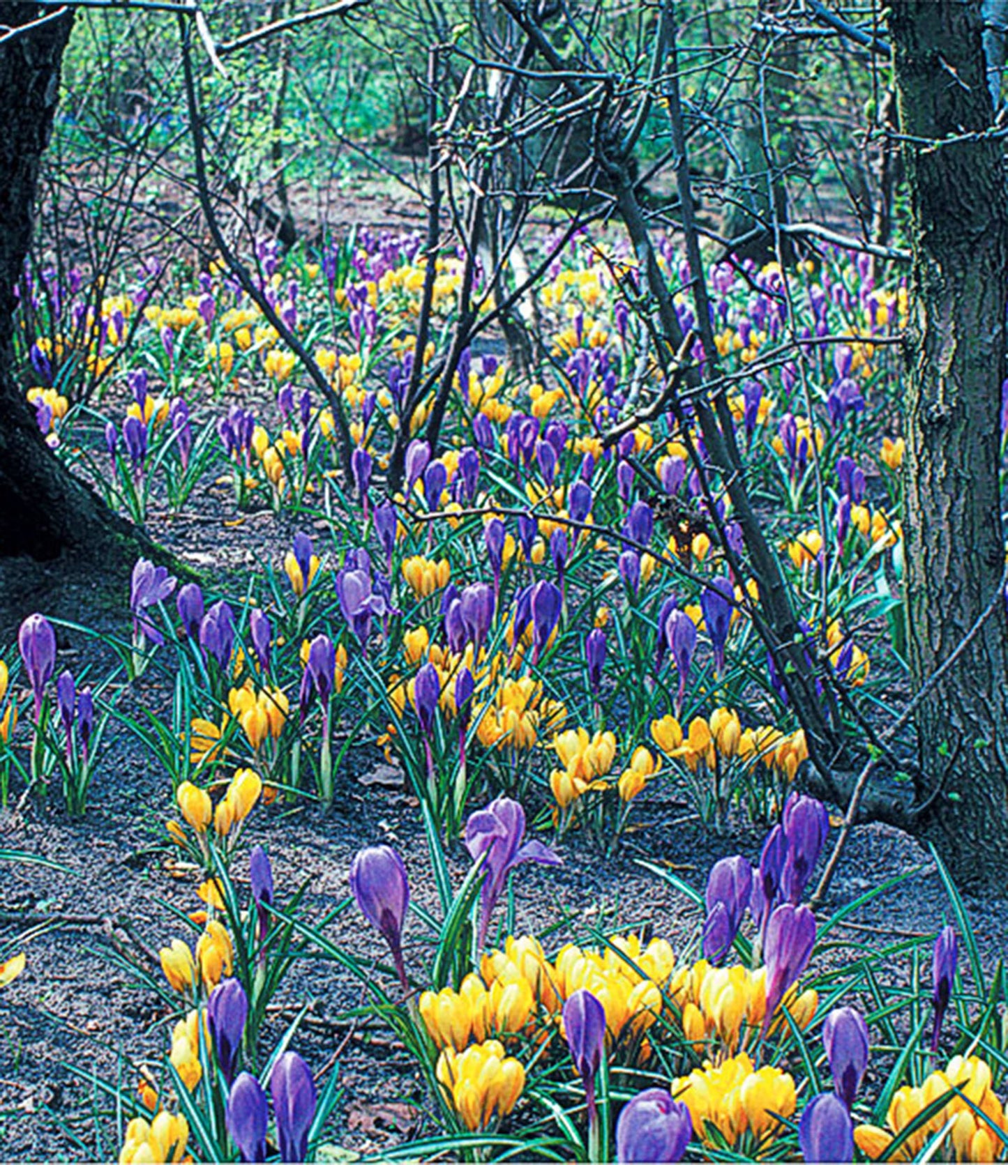 Crocus tomassinianus Barr's Purple