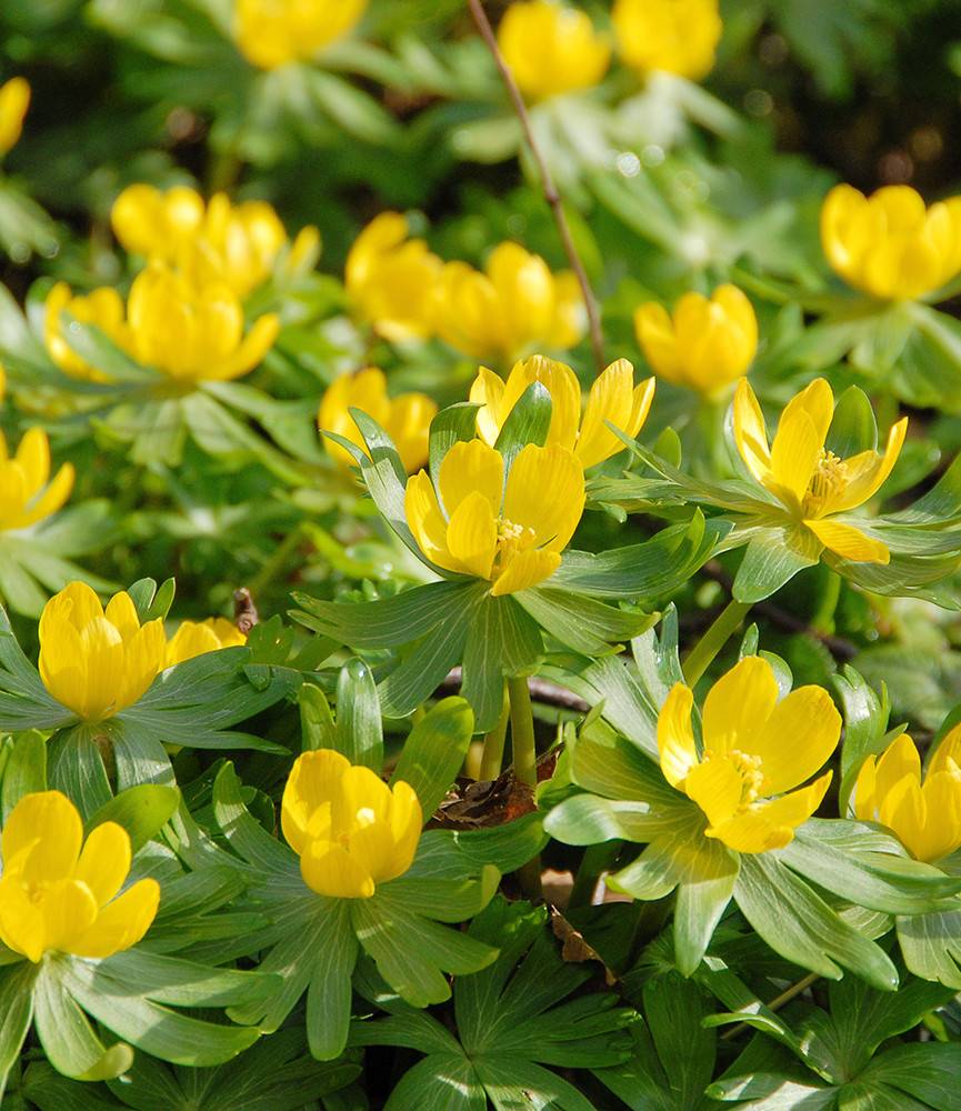 Eranthis hyemalis