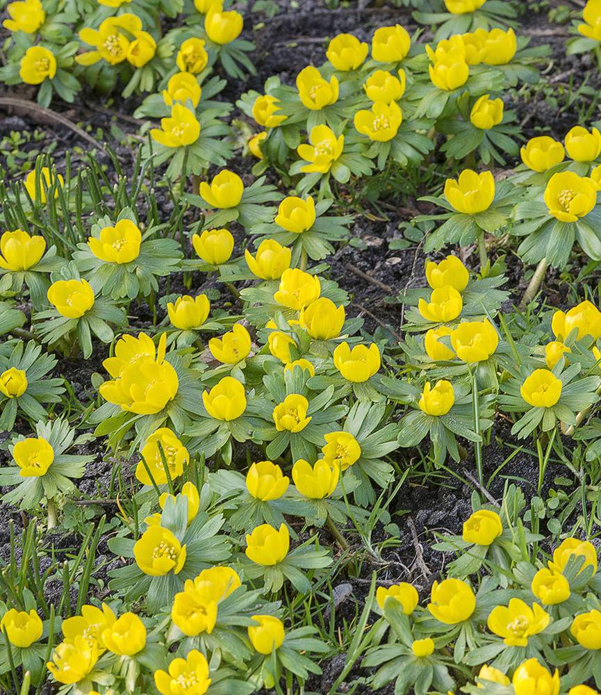 Eranthis hyemalis