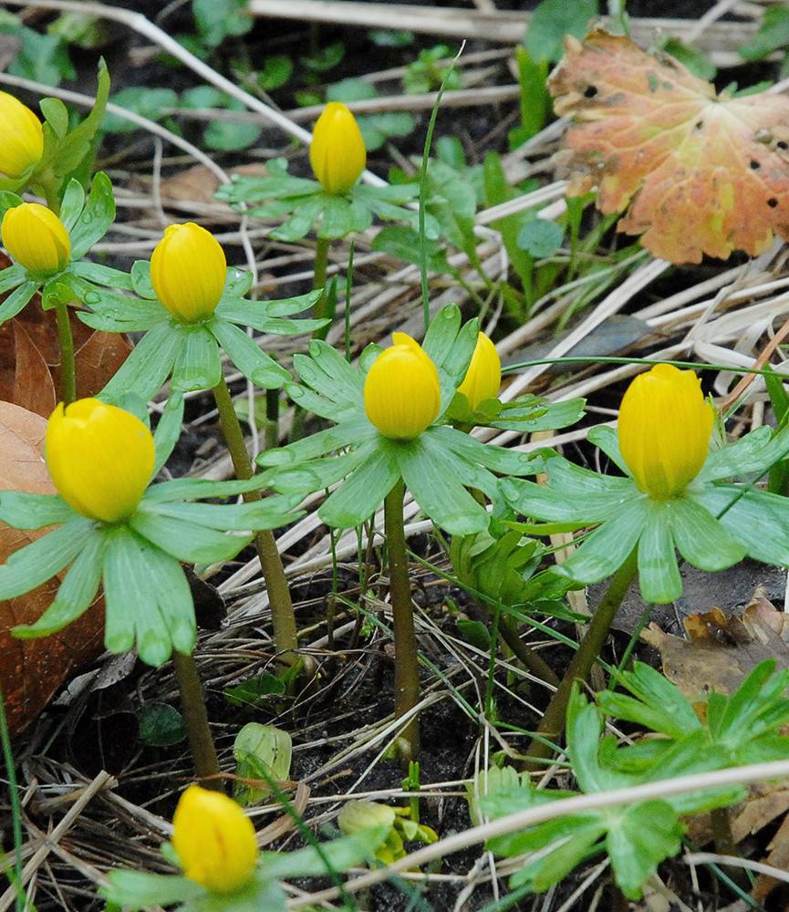 Eranthis hyemalis