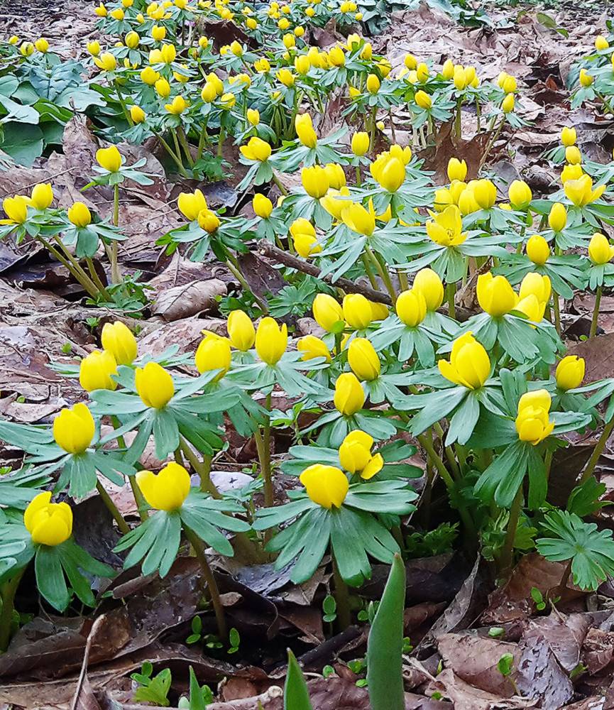 Eranthis hyemalis