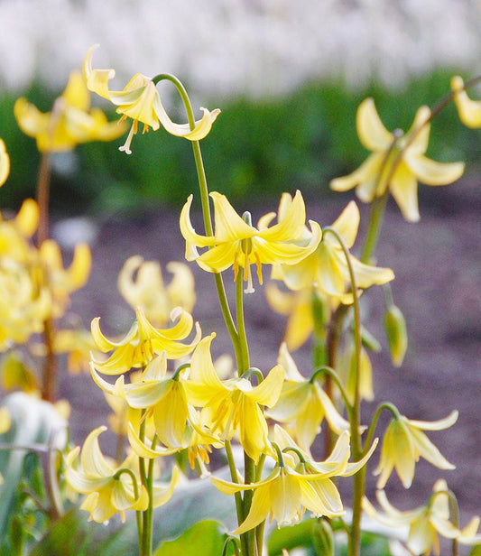 Erythronium Pagoda