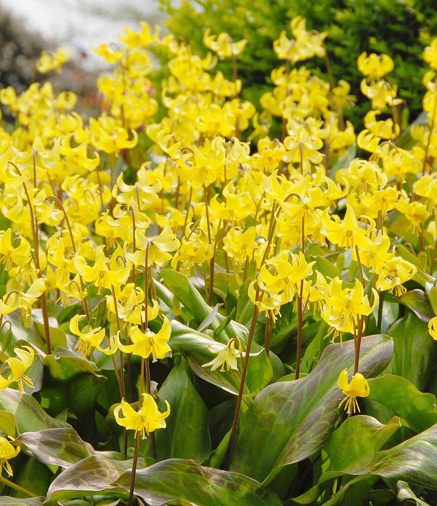 Erythronium Pagoda