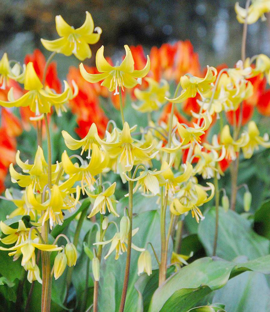 Erythronium Pagoda