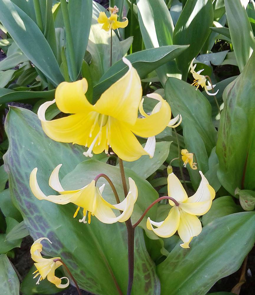 Erythronium Pagoda