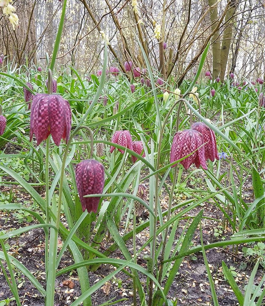 Fritillaria meleagris