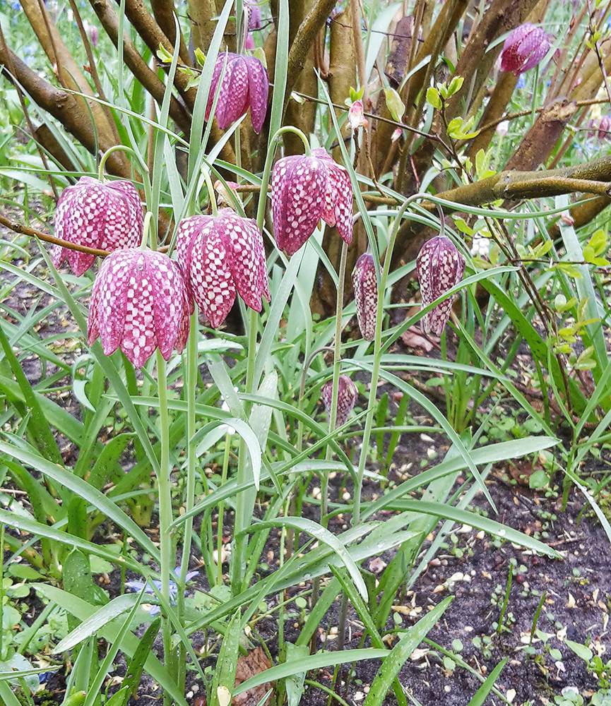 Fritillaria meleagris