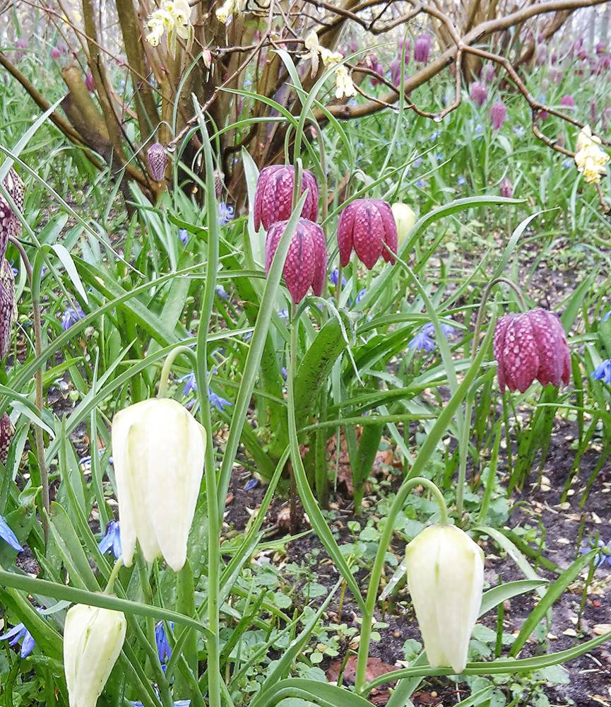 Fritillaria meleagris