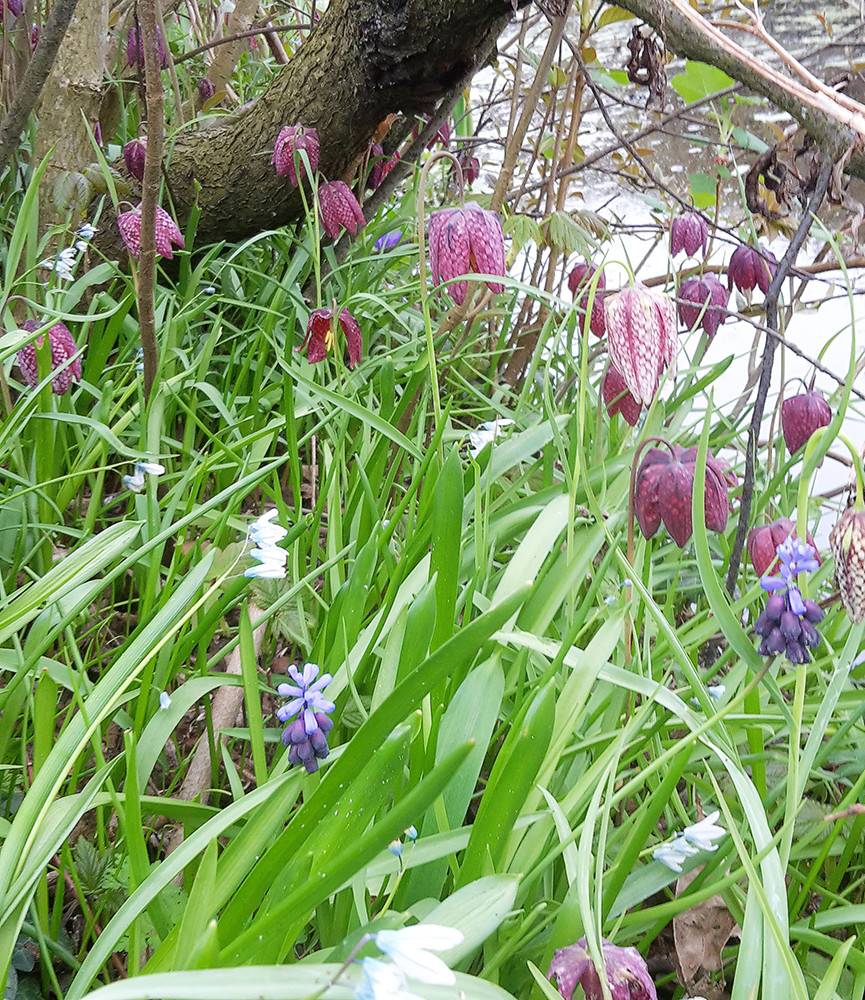 Fritillaria meleagris