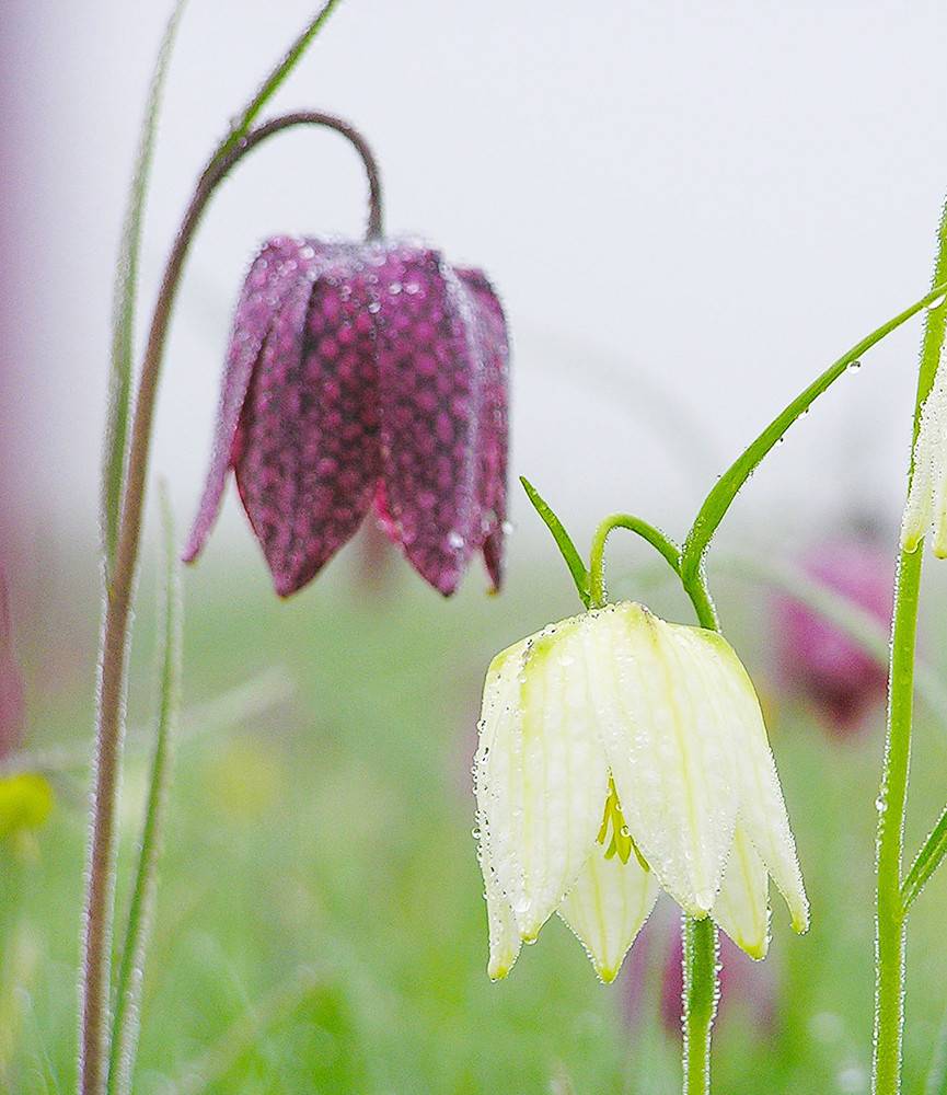 Fritillaria meleagris