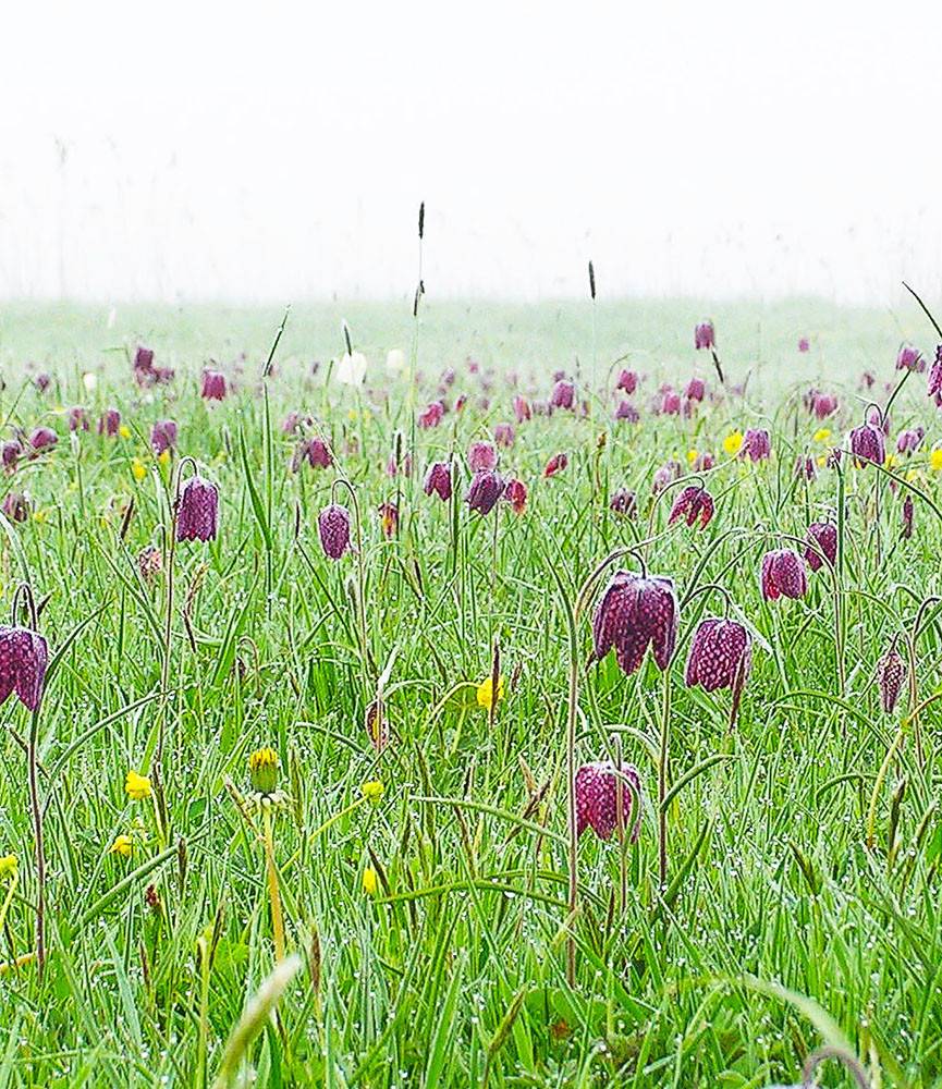 Fritillaria meleagris