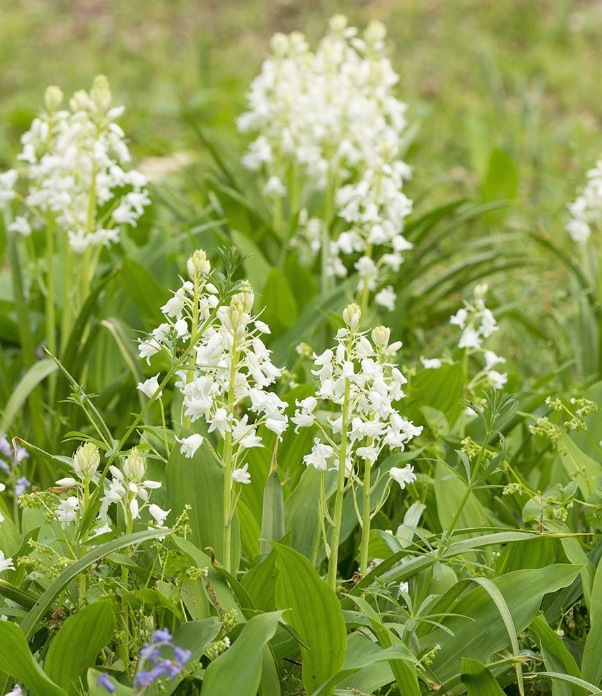 Hyacinthoides hispanica White City