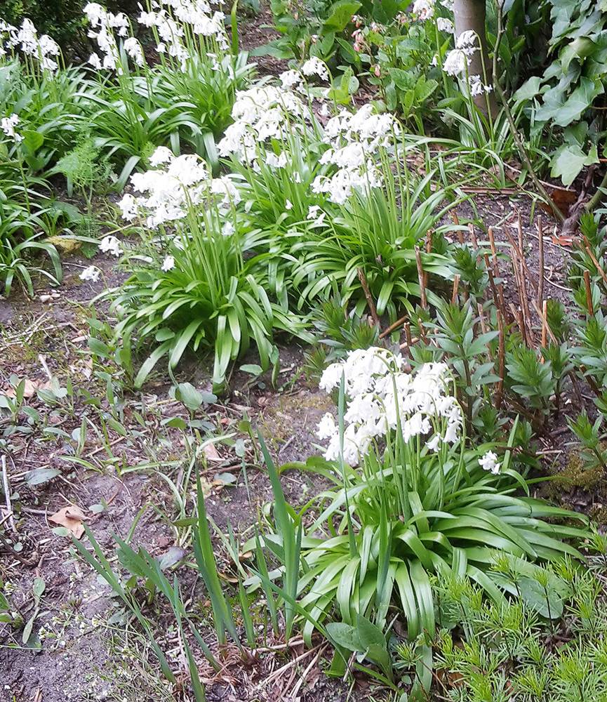 Hyacinthoides hispanica White City