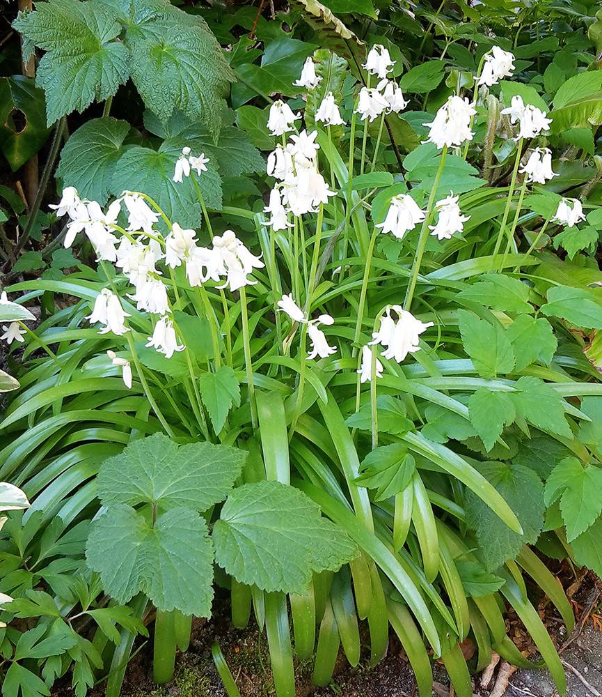 Hyacinthoides hispanica White City