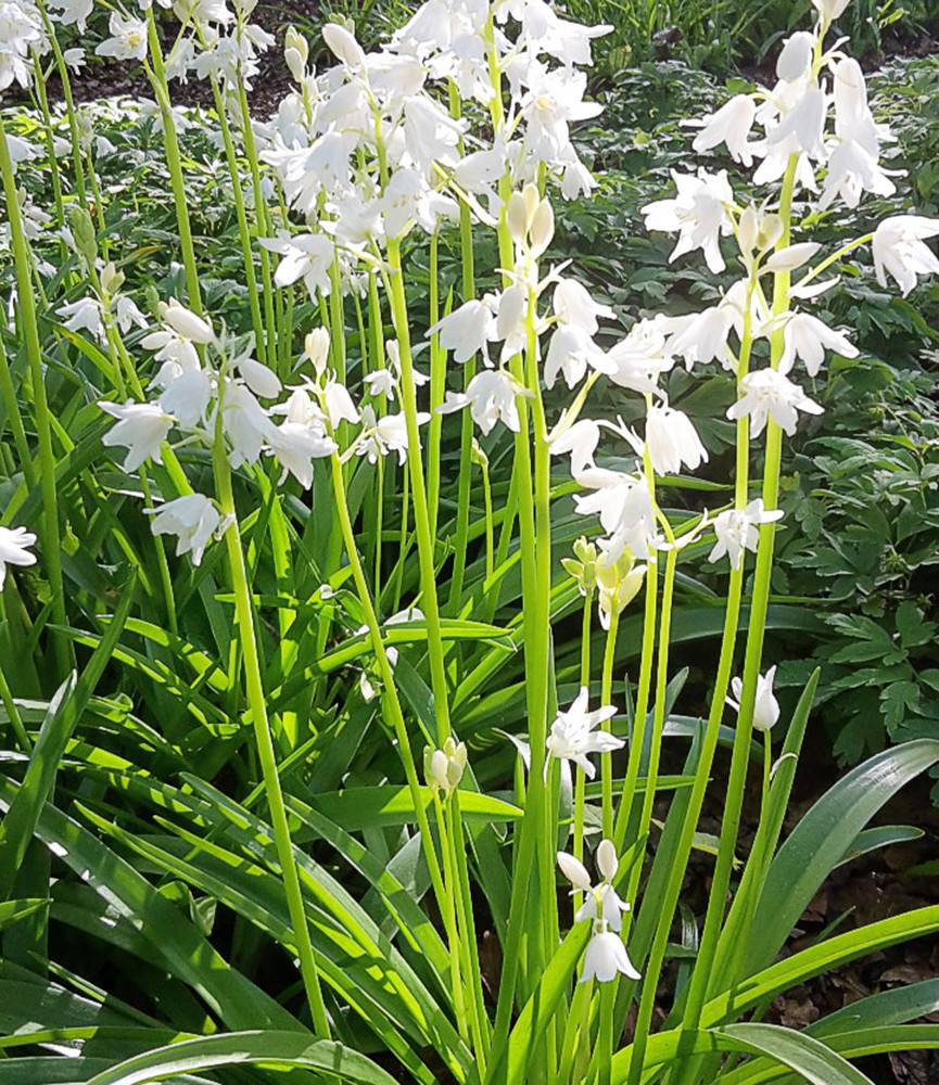 Hyacinthoides hispanica White City