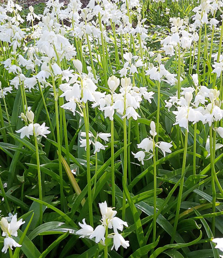 Hyacinthoides hispanica White City