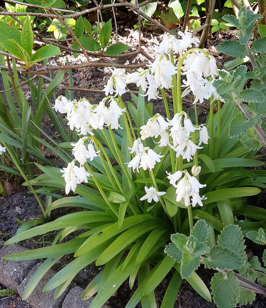 Hyacinthoides hispanica White City