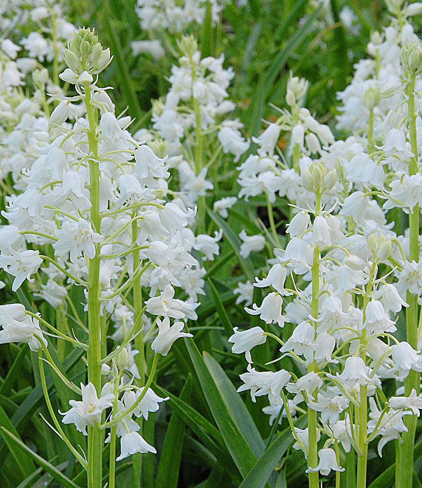 Hyacinthoides hispanica White City