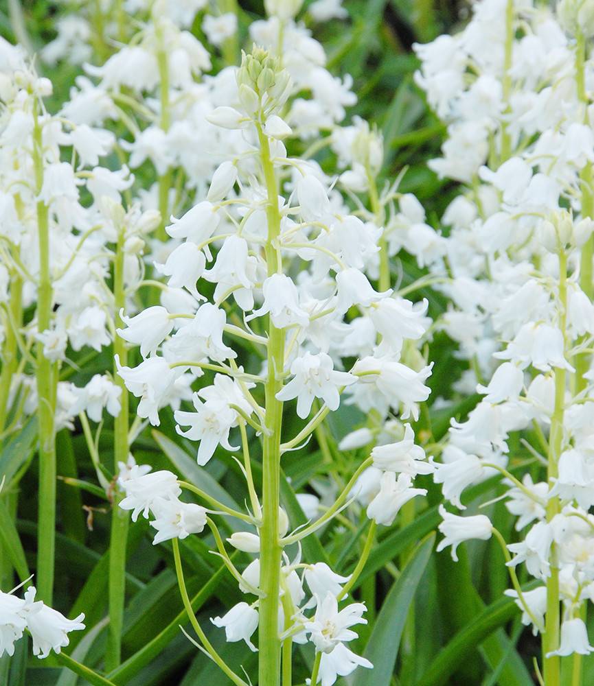 Hyacinthoides hispanica White City