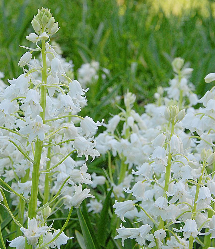 Hyacinthoides hispanica White City