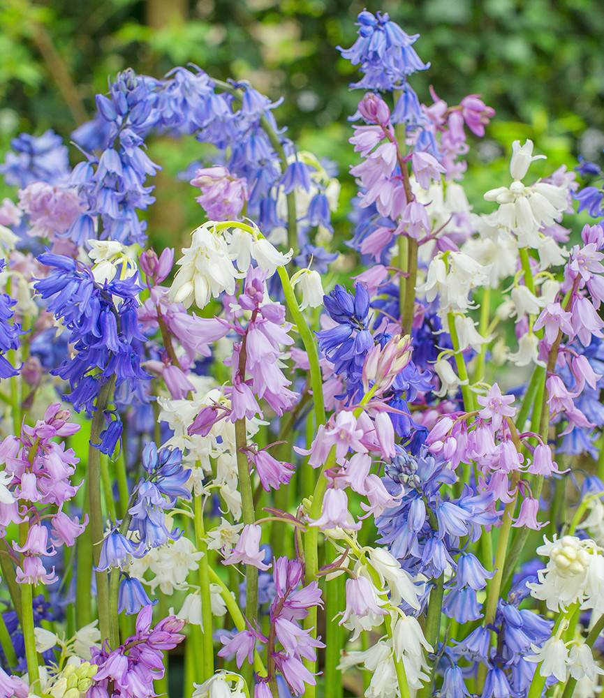 Hyacinthoides Mixed