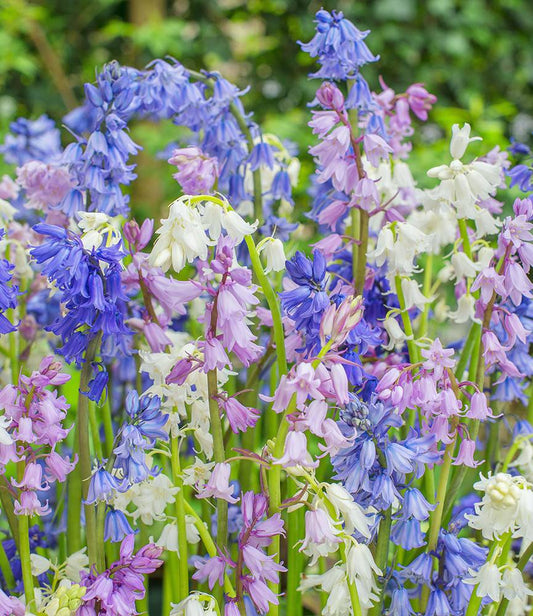 Hyacinthoides Mixed