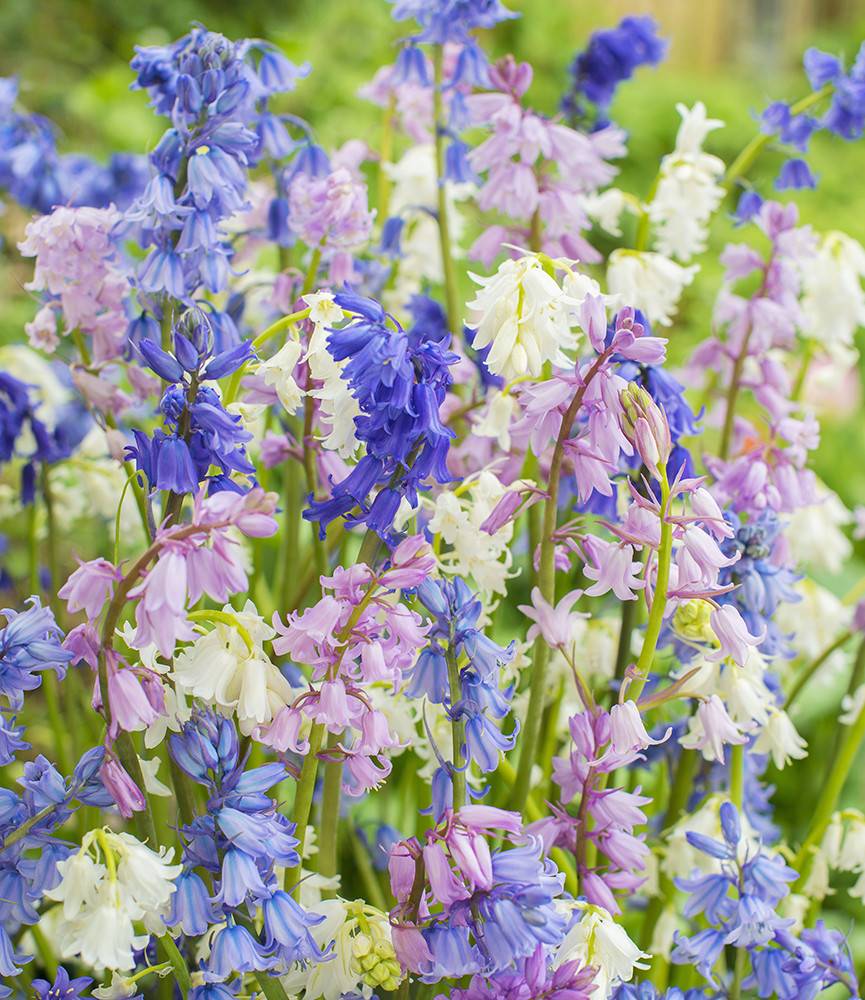 Hyacinthoides Mixed