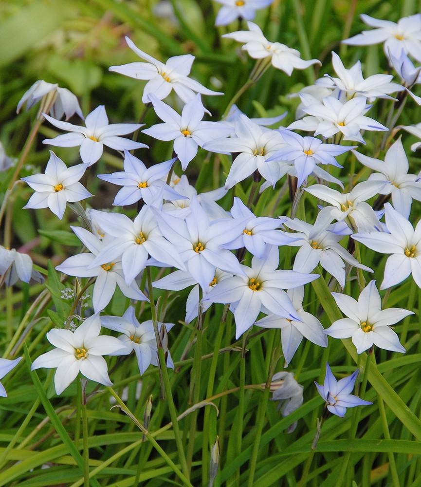 Ipheion uniflorum