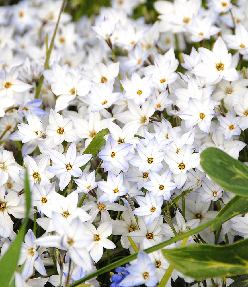 Ipheion uniflorum