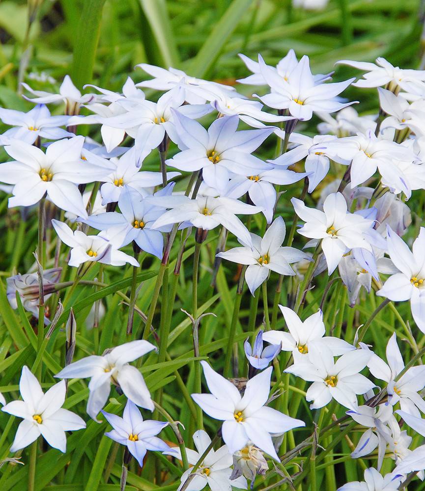 Ipheion uniflorum